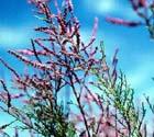 photo du Tamaris de France, Tamarix gallica